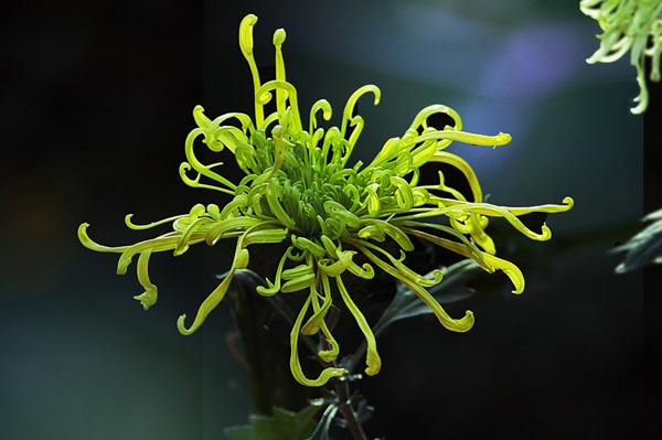 花之隱者：歷史悠久的菊花文化